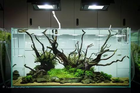 I present to you: Takashi Amano - Imgur Takashi Amano, Discus Aquarium, Fish Aquarium Decorations, Aqua Design, Aquascape Design, Aquarium Driftwood, Aquarium Setup, Aquarium Landscape, Nature Aquarium