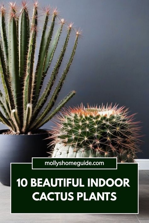 Discover the best indoor cactus plants that will bring a touch of green into your home. From tiny cacti to unique types of indoor cacti, there are plenty of options to choose from when planting cactus indoors. Learn valuable cactus care tips to ensure your new houseplants thrive in any indoor environment. Growing a cactus indoors is easy and adds an interesting focal point in your space. Cactus Indoor Plant, Planting Cactus, Cactus Indoors, Large Succulents, Indoor Cactus Plants, Cactus Indoor, Bunny Ear Cactus, Easter Cactus, Indoor Cactus