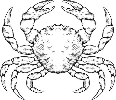 Crab Drawing, Drawings With Meaning, Crab Illustration, Crab Art, Drawings For Boyfriend, Make Up Inspiration, Octopus Art, Unique Drawings, Sketch Inspiration