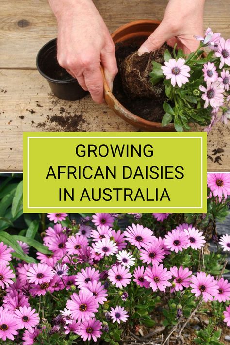 To successfully grow African daisies (Osteospermum) in Australia, ensure they're planted in a sunny location and protected from frost during colder months. These beautiful and resilient flowers can add vibrant colours to any garden while thriving across different regions in Australia. Interested in more tips about caring for African daisies? Check out the full article to explore essential growing techniques and discover the ideal conditions for your garden. Daisy Growing, African Daisies, Growing Tulips, Seed Raising, African Daisy, Ultimate Backyard, Plant Tips, Plant Breeding, Sandy Soil