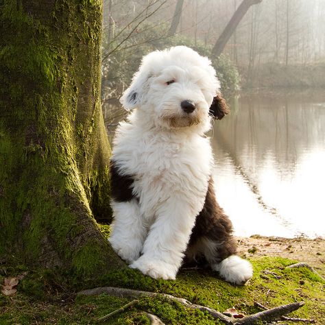 old english sheepdog...the only type of dog I grew up with and still love them today! English Sheepdog Puppy, Sheep Dog Puppy, Sheep Dog, Love My Dog, English Sheepdog, Old English Sheepdog, Jensen Ackles, Old English, Beautiful Dogs