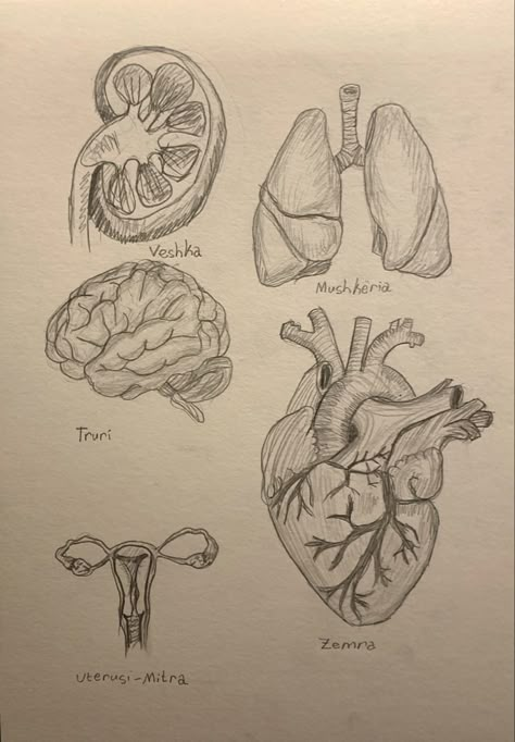 Human Anatomy Art Woman, Medical Heart Drawing, Science Art Aesthetic, Drawings Of Organs, Anatomical Drawings Sketches, Lungs Drawing Aesthetic, Human Organs Drawing, Brain Sketch Simple, Sketch Book Ideas Aesthetic Human