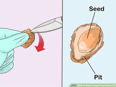 How to Start a Peach Tree from a Pit: 12 Steps (with Pictures) Germinating Peach Pits, Propagating Peach Trees, How To Start Peach Tree From Seed, How To Plant A Peach Tree From A Pit, Peach Seed Germination, Growing Peach Trees From Seed, How To Start A Peach Tree From A Pit, How To Plant A Peach Seed, Peach Trees Growing