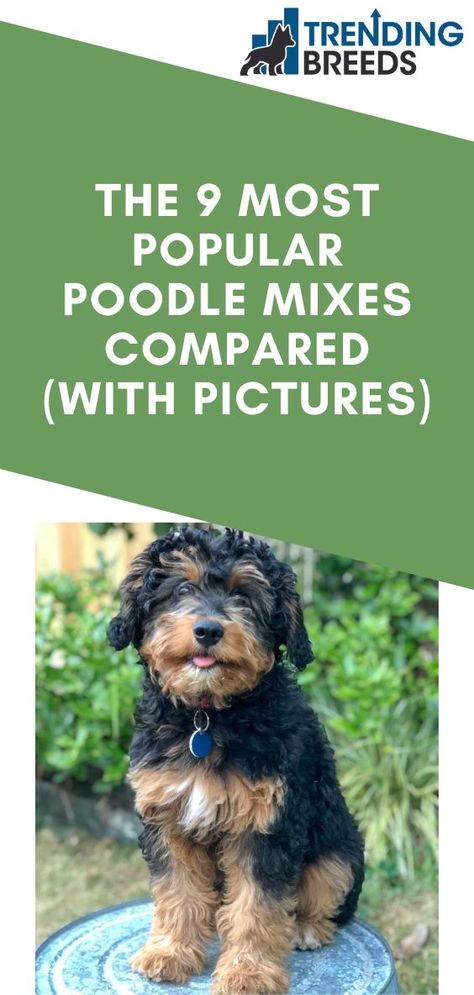 Therapy Dogs Breeds, Poodle Cross Breeds, Doodle Dog Breeds, Doodle Breeds, Doodle Dogs, Best Dogs For Families, Labradoodle Dogs, Doodle Puppy, Labradoodle Puppy