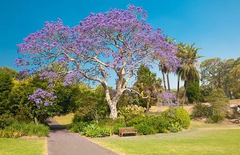 Paulownia Tree, Purple Flowering Tree, Drought Tolerant Trees, White Flowers Garden, Trumpet Flower, Jacaranda Tree, Picture Tree, Street Trees, Flower Garden Design