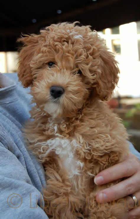 Labradoodle Pictures, Labradoodle Mini, Miniature Australian Shepherd Puppies, Labradoodle Miniature, Australian Labradoodles, Australian Labradoodle Puppies, Australian Shepherd Blue Merle, Dog Crossbreeds, Labradoodle Puppies