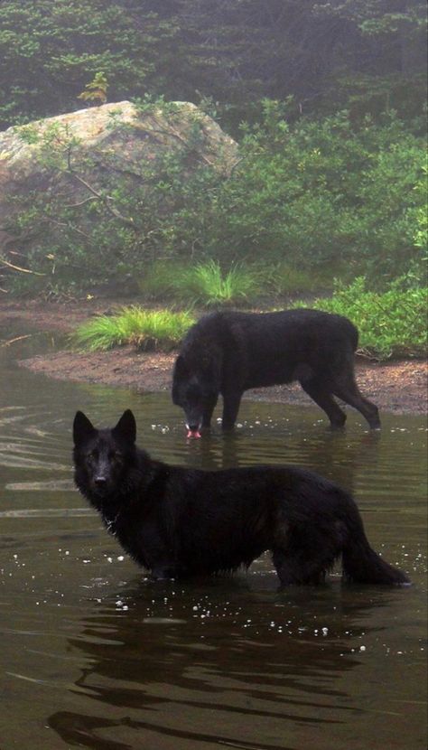 Pet Dog Aesthetic, Cabins Aesthetic, Salem Aesthetic, Dog Therian, Forest Aesthetic, Black German Shepherd, Dog Facts, Mini Dogs, Guide Dog