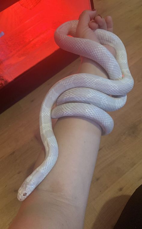 Corn Snakes, Snake White, Snake Turtle, Animals Aesthetic, Milk Snake, Snake Tank, Pretty Snakes, White Animals, Snake Lovers