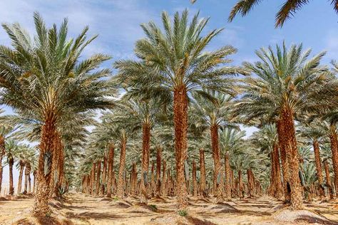 Cold Hardy Palm Trees, Phoenix Dactylifera, Canary Island Date Palm, Phoenix Images, Silver Plant, Sago Palm, Date Palm, Australian Garden, Coastal Gardens