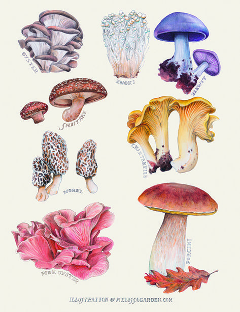 Types Of Mushrooms, Mushroom Drawing, Edible Mushrooms, Illustration Botanique, Scientific Illustration, Mushroom Art, East Bay, Botanical Drawings, Vintage Botanical