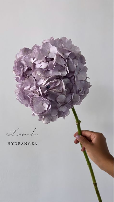 Lavender Hydrangea, Elegant Bouquet, Flower Names, Lush Garden, Hydrangea, Decorating Your Home, Lavender, Flower Arrangements, Wedding Planning