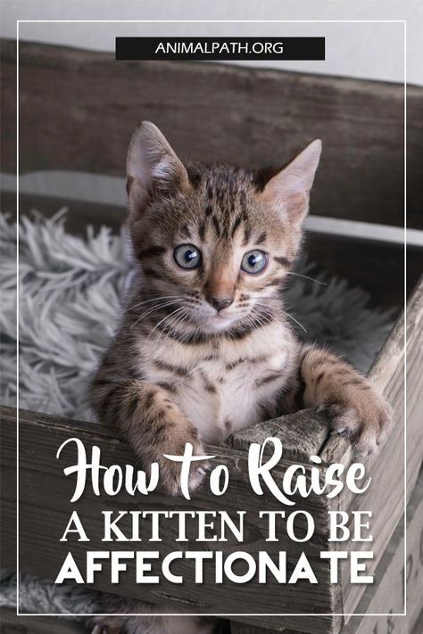 Cat Protecting Kitten, How To Pet Cats, How To Care For Kittens Tips, How To Tame A Wild Kitten, Kitten Accessories Aesthetic, Kittens Care Tips, Raising A Kitten Tips, How To Train A Kitten To Use Litter, First Kitten Checklist