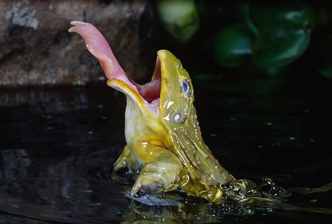 Frog Tongue, Poison Frog, Frog Theme, Animal Study, Kitchen Accessories Decor, Decorative Tiles, Frog And Toad, Reptiles And Amphibians, Floor Installation