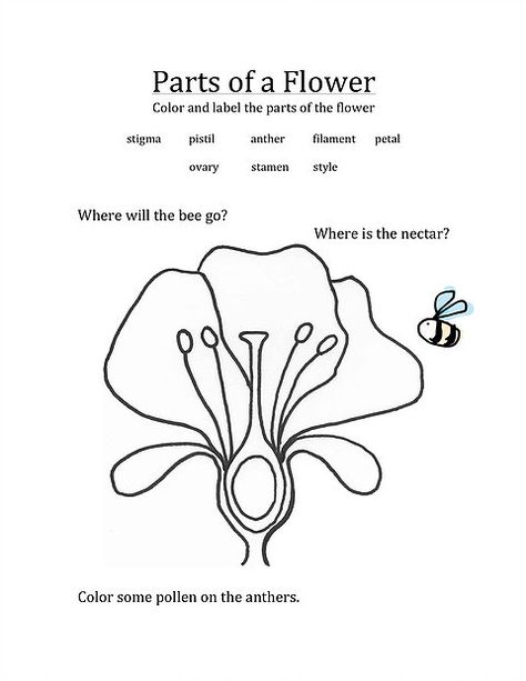 Parts Of A Flower Worksheet Parts Of A Flower Worksheet, Diagram Of A Flower, Parts Of Flower, Flower Worksheet, Biology Ideas, Thanksgiving Worksheets, Animal Worksheets, Map Activities, Vbs 2024