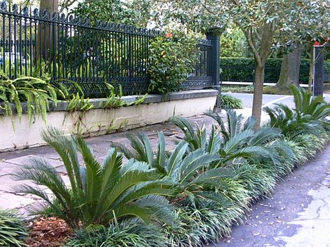 Cycads, or sago plams, are small palms with striking glossy green foliage. Cycads look fantastic in modern landscape gardens and are also happy in pots. These look nice with the grass under, need to find out what kind Contemporary Landscaping, Sago Palm Tree, Palm Trees Landscaping, Palm Garden, Sago Palm, Tropical House Plants, Tropical Garden Design, Tiered Garden, Sloped Garden