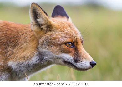 Fox Side View Images, Stock Photos & Vectors | Shutterstock Fox Side View, Fox Ears, Fox Head, View Image, Side View, Photo Image, Every Day, Stock Images, Fox