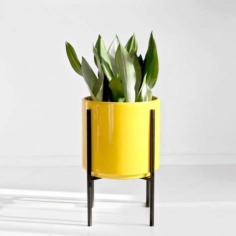 Gift a stylish potted plant this summer 🌿 Tap to shop & enjoy free shipping on all orders! @thepottedearthco Yellow Ceramic Cylinder & Metal Stand + Sansevieria Moonshine 🌱 Yellow Home Accessories, Large Garden Planters, Yellow Decor Living Room, Indoor Plant Shelves, Mid Century Modern Planter, Modern Planter, Plant Pot Diy, Gas Cylinder, Painted Pots Diy