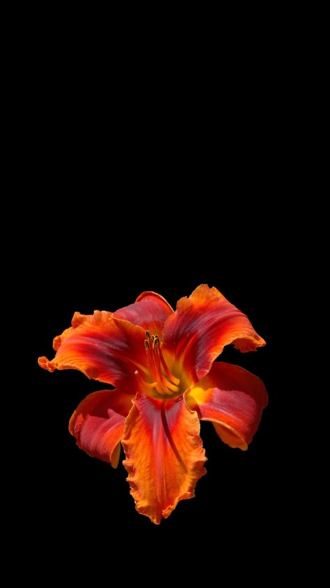 #meinerstershuffle #myfirstshuffle Hd Wallpaper Flowers Nature, Moist Flower Wallpaper, Phone Wallpaper With Widgets, Flower Wallpaper Collage, Realistic Flower Wallpaper, Wallpaper Backgrounds 2024, Flowers Black Background Wallpapers, Glowing Flowers Wallpaper, Hubiskis Flower Wallpaper