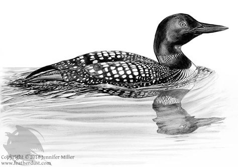 Common Loon, Companion Species 2016/17 FDS by Nambroth Loon Drawings, Duck Stamp, Duck Tattoos, Common Loon, Decoy Carving, Beautiful Swan, Graphite Drawings, Art Ink, The Fish