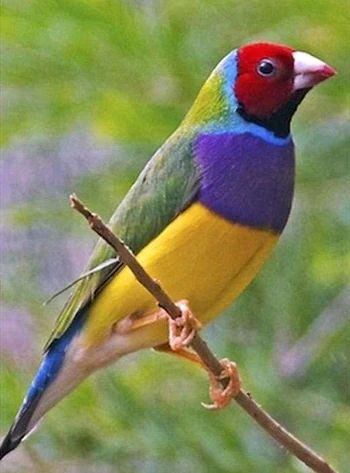 Gouldian Finch, One Word Art, List Of Animals, Finches, Australian Birds, Rare Birds, Bird Supplies, Colorful Bird, Animated Images