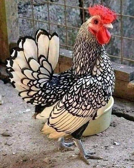 Pretty Chickens, Fancy Chickens, Beautiful Chickens, Cute Chickens, Chickens And Roosters, 수채화 그림, Chicken Breeds, Chicken Coops, Pet Chickens