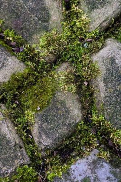 Grow Moss, Flagstone Pathway, Growing Moss, Flagstone Path, Flagstone Patio, Leafy Plants, Moss Garden, Patio Plants, Brick Patios