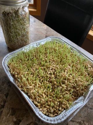 Treat Idea: Sprouted Grains for Chickens Sprouting For Chickens, Sprouting Seeds For Chickens, How To Sprout Lentils For Chickens, Sprouting Grains For Chickens, Sprouted Grains For Chickens, Growing Lentils For Chickens, Lentil Sprouts For Chickens, Sprouting Lentils For Chickens, Lentils For Chickens