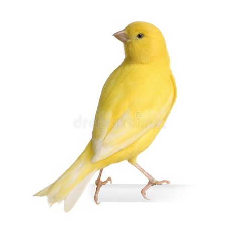 Blue Canary, Birds Yellow, Yellow Canary, Canary Birds, Food References, Flowers For Mom, Yellow Birds, Yellow Fever, Yellow Style