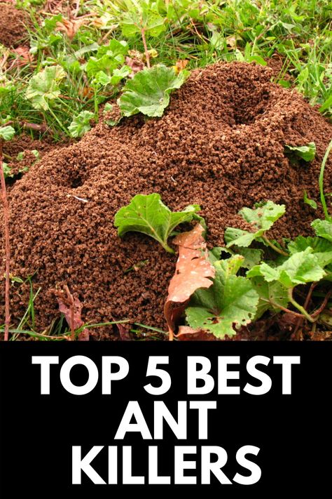 In this review and guide, we take a look at the 5 best ant killers on the market today to help you reclaim your backyard! Read more at OwnTheYard.com! Ant Killer Recipe, Ant Trail, Types Of Ants, Ant Problem, Ants In House, Bad Bugs, Red Ant, Ant Control, Rid Of Ants