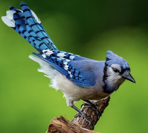 Blue Jay Photography, Bluejay Photography, Exotic Birds Photography, Bluejay Bird, Birds Reference, Blue Jay Art, Bird Makeup, Wild Birds Photography, Animals Reference