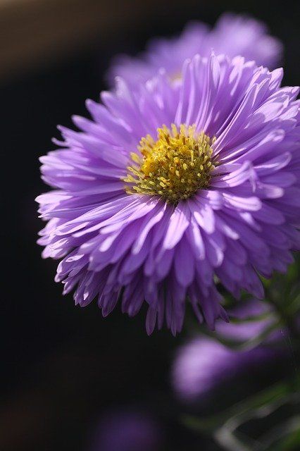 Aster Flowers, Daisy Scouts, Daisy Petals, Aster Flower, Daisy Girl Scouts, Wallpaper Flower, Purple Garden, Daisy Girl, Most Beautiful Flowers