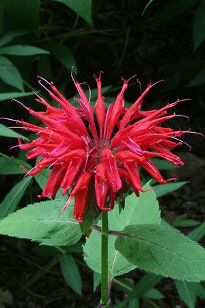 Red Beebalm (Monarda didyma) Monarda Didyma, Prairie Nursery, Prairie Flowers, Plants That Attract Butterflies, Bee Friendly Plants, Black Walnut Tree, Wild Geranium, Perennial Flowers, Summer Menu