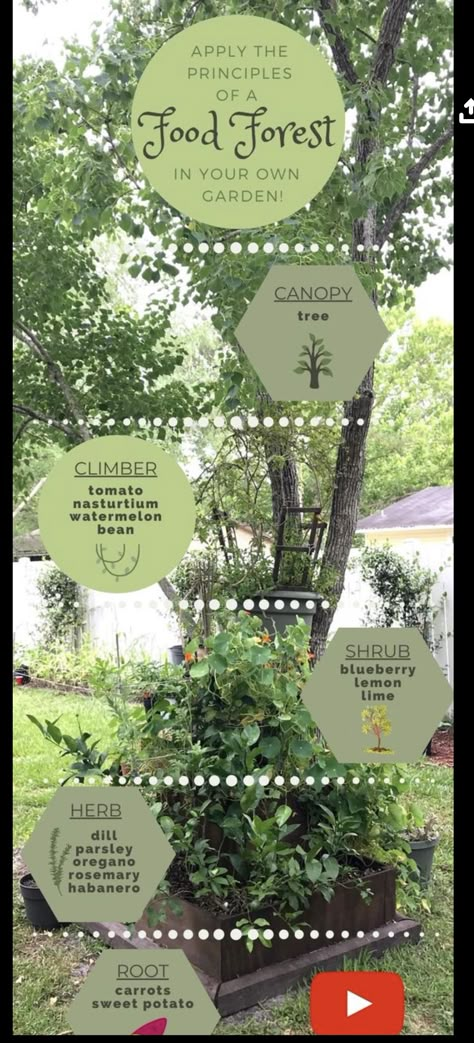 Food Forest Garden Layout, Good Forest Backyard, Food Forest Permaculture, Forest Food Garden, Food Forest Garden Design, Creating A Food Forest, Small Backyard Food Forest, Good Forest Layout, Small Backyard Permaculture