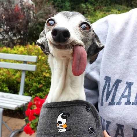 This Dog's Tongue is Begging to be Photoshopped - Neatorama Funny Looking Dogs, Goofy Dog, Dog Pin, White Dogs, Whippet, Big Dogs, Mans Best Friend, Animals And Pets, Funny Dogs