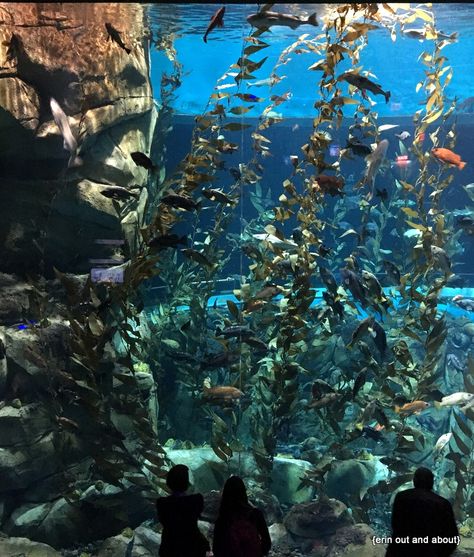 {Erin Out and About} Jazzy fish night at Ripley's Aquarium of Canada Brest France, Singapore City, 100 Things To Do, Disney Orlando, Visit Canada, Singapore Travel, Countries To Visit, I Want To Travel, The Fish