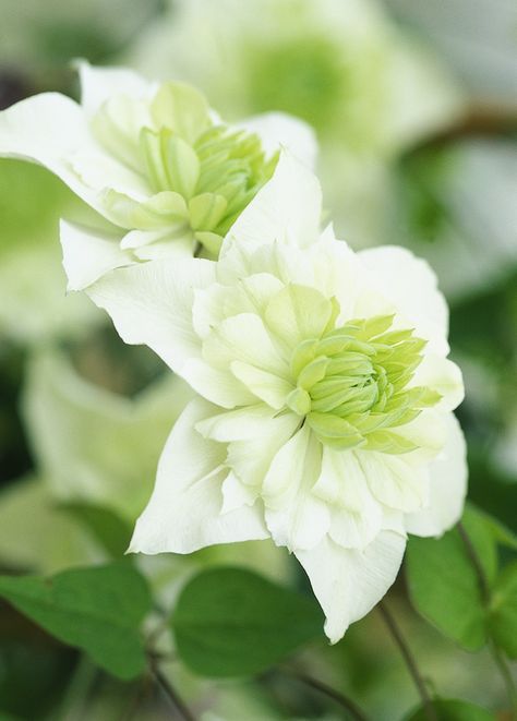 Evergreen Climbers, White Flowering Plants, Autumn Clematis, Clematis Flower, Garden Vines, Winter Plants, Planting Hydrangeas, White Plants, Moon Garden