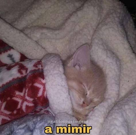 Gatos Cool, Good Night Cat, Cheezburger Cat, Cat Images, Sleeping Kitten, Cat Tunnel, Funny Cat Memes, Cat Sleeping