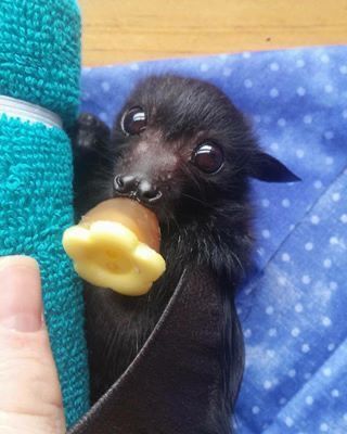 Baby Bats, Cute Bat, Black Bat, Silly Animals, Cute Creatures, Sweet Animals, Cute Little Animals, Cute Funny Animals, Animals Friends