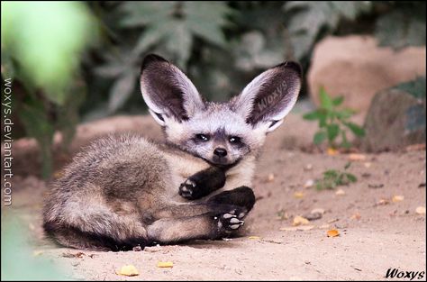 Adorable baby Bat-eared fox, ZOO Prague, Czech republic For *Allerlei, who loves them ____________________________________ NEW WOLF CALENDAR FOR 2012 - 2013 WAS JUST RELEASED!!! You can get it FOR ... woxys Bat Eared Fox, Dope Pics, Cute Animals With Funny Captions, Bat Animal, Maned Wolf, Baby Bats, Fox Illustration, Fox Ears, Pretty Animals