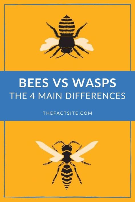 Wasp Reference, Wildlife Facts, Wasp Nest, Herbs Garden, Bee Colony, Bees And Wasps, Natural Science, Bee Sting, Unit Studies