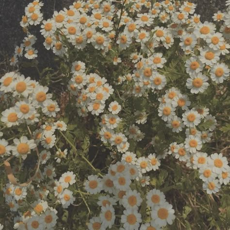 Nothing But Flowers, Flower Therapy, Spring Aesthetic, Yellow Aesthetic, + Core + Aesthetic, Aesthetic Images, Nature Aesthetic, Green Aesthetic, Aesthetic Photo