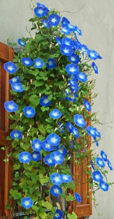 Blue Morning Glory Flowers, Morning Glory Heavenly Blue, Heavenly Blue Morning Glory, Morning Glory Bouquet, Morning Glory Vine, Tent Decor, Blue Morning Glory, Morning Glory Flowers, Blue Morning