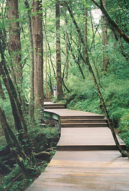 JiuZhaiGou Ormanlık Alan, Wooden Path, Trail Design, Walkways Paths, Garden Steps, Urban Landscape, Garden Paths, Japanese Garden, In The Woods