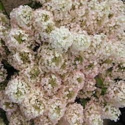 Dr. Rick's - Top 10 for the freezer – USDA Zone 3 | Proven Winners Bobo Hydrangea, Hardy Hydrangea, Proven Winners Plants, Coral Bells Heuchera, Panicle Hydrangea, Gardening Zones, Heirloom Roses, Plant Catalogs, Hydrangea Paniculata