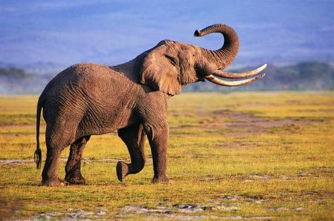 20 High Resolution Elephant Pictures No 4 - Big Elephant Elephant Wallpapers, Elephants Wallpaper, Animals Elephants, Elephant Background, African Forest Elephant, African Bush Elephant, Animals Wallpapers, Elephant Photography, Elephant Wallpaper