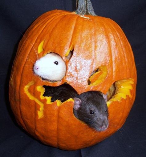 rats in pumpkin Rat Pumpkin Carving, Rat Pumpkin, Adorable Rats, Sewer Rat, Fancy Rats, Rat Toys, Pet Rat, Funny Rats, Fancy Rat