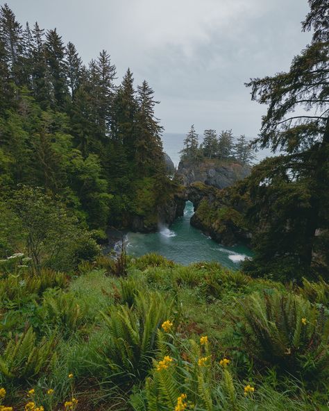 green places 🌲💚 #oregonexplored #californiacoast Corvallis Oregon Aesthetic, Portland Oregon Aesthetic, Oregon Coast Aesthetic, Courtney Wilson, Oregon Coast Roadtrip, Oregon Aesthetic, Oregon Nature, Aesthetic Scenery, Bandon Oregon