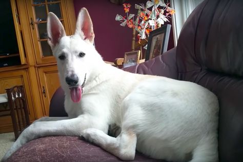 Dog farts on the couch, takes a sniff and reacts in hilarious manner Dog Farts, Cute White Dogs, German Sheperd Dogs, White Shepherd, White German Shepherd, Dog Smells, Scene Queens, Mother Of The Bride Gown, Pet Supplements