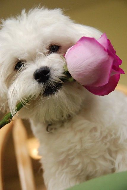 Lisa Picture, Maltese Dogs Haircuts, Happy Birthday Puppy, Poochon Puppies, Happy Name Day, Happy Sabbath Images, Pet Cows, Rosé Dog, Dog Haircuts