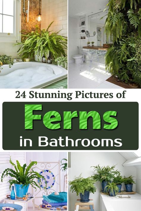 Create a tropical vibe in your restroom by taking ideas from these beautiful Pictures of Ferns in Bathroom and transform its look completely! Fern In Shower Ideas, Plant Wall In Bathroom Ideas, Fern Bathroom Decor, Ferns In Bathroom, Boston Fern Bathroom, Plants Bathroom Ideas, Fern In Bathroom, Botanical Bathroom Ideas, Nature Bathroom Ideas